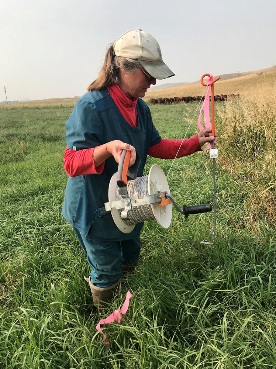 Mickey Steward strings electric fence to move the heifers to fresh grass at Seacross Ranch