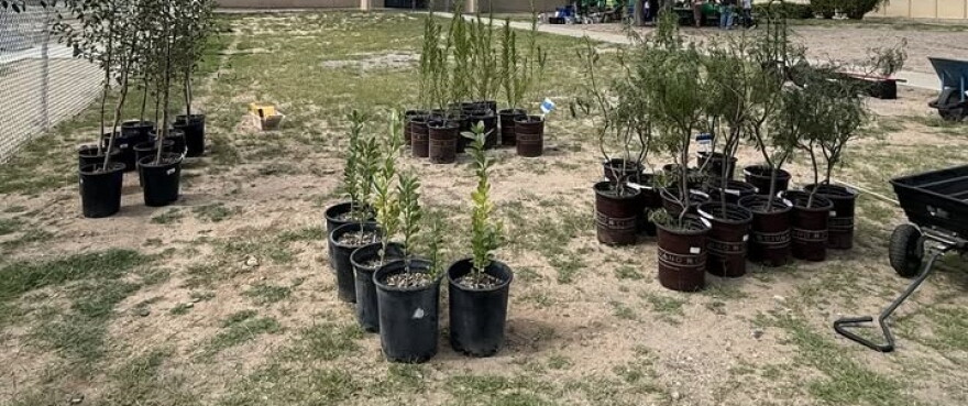 Doña Ana NeighborWoods, a partnership among the Doña Ana Soil and Water Conservation District, Tree New Mexico, and Cruces Creatives–works to beautify and cool neighborhoods, improve property values, slow traffic, and improve safety and health by engaging community members to plant free, drought-tolerant trees in urban areas of Doña Ana County.