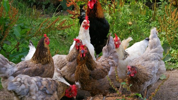 Stock photo of chickens