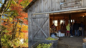 Apples outside a barn with fall foliage to left