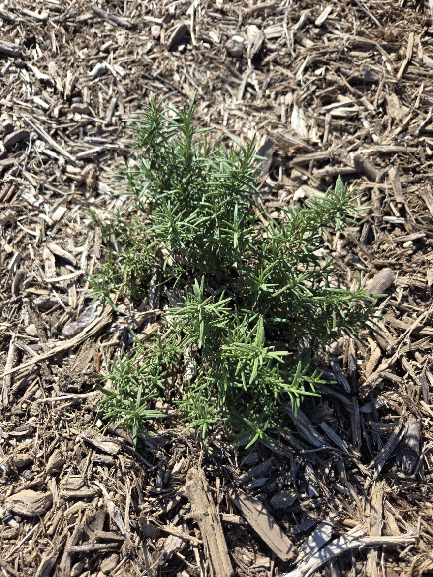The farm will also grow herbs like this rosemary plant seen on Dec. 11, 2025