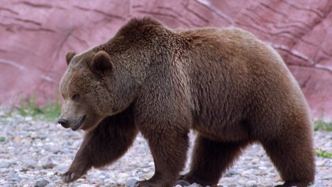 A large brown bear walks across rocks. 