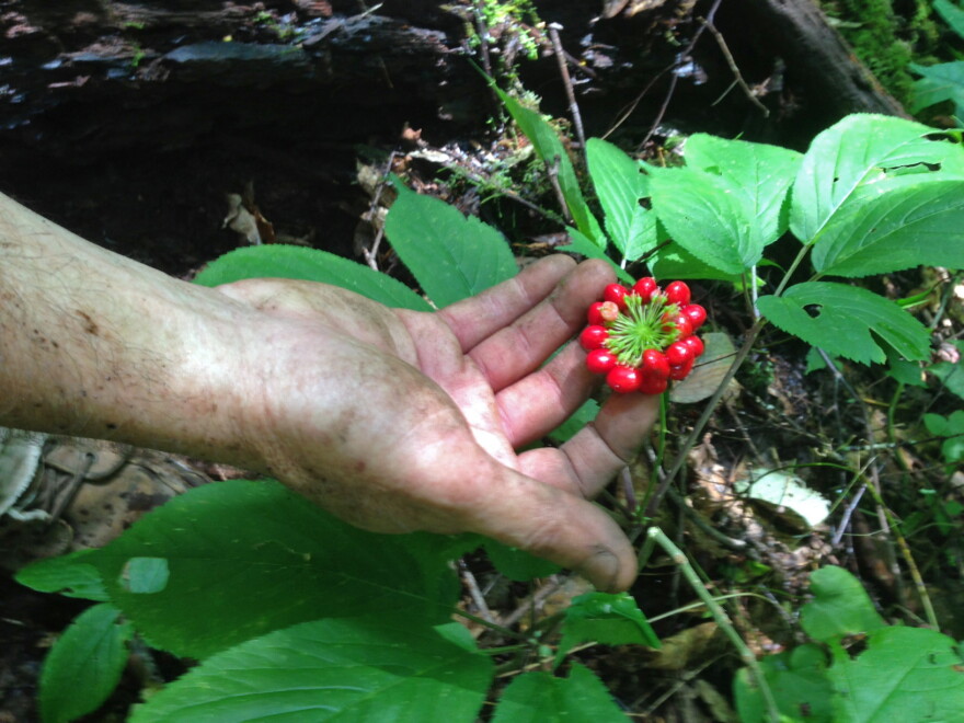 A hand gently touches red berries growing on a green plant in a forest. 