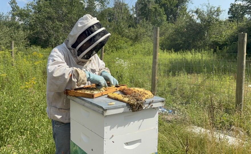 Sonny Kierzkowski places honeycombs into a frame with rubber bands on July 23 at Keystone College. He donated upwards of 10,000 bees to the school after someone stole thousands of bees the prior week.