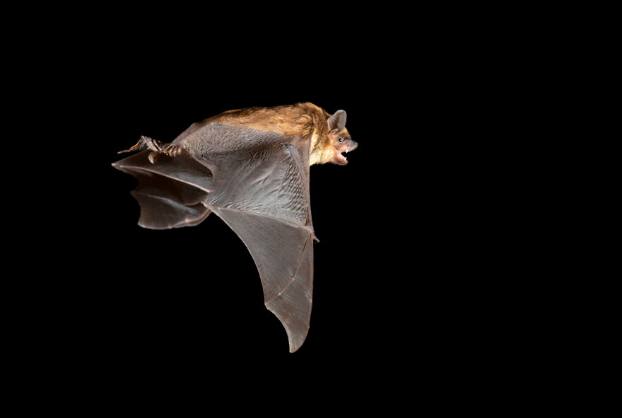 A big brown bat (Eptesicus fuscus) flies at night.