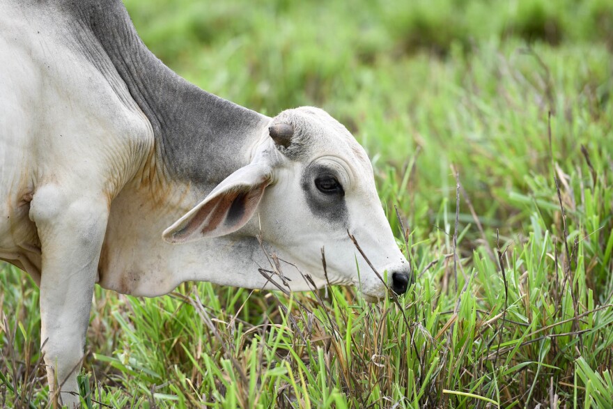 Cattle grow faster, and cause less damage to the environment, when they have better grass to eat.