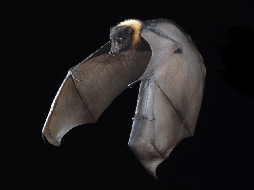 Worrisome Bat-Disease Map Shouldn't Make People Fear Bats | KCUR - Kansas City news and NPR