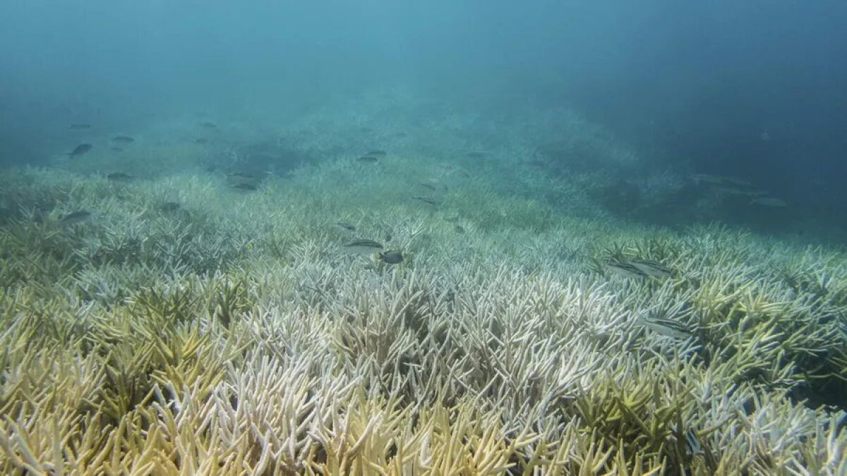 An ocean heat wave off Florida's coast prompts concerns for coral reefs - Vimarsana News