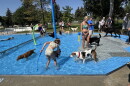 Billings' Rose Park Pool's dog day
