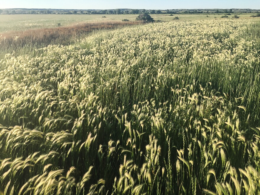 Part of the American Prairie Reserve near Malta, Montana.