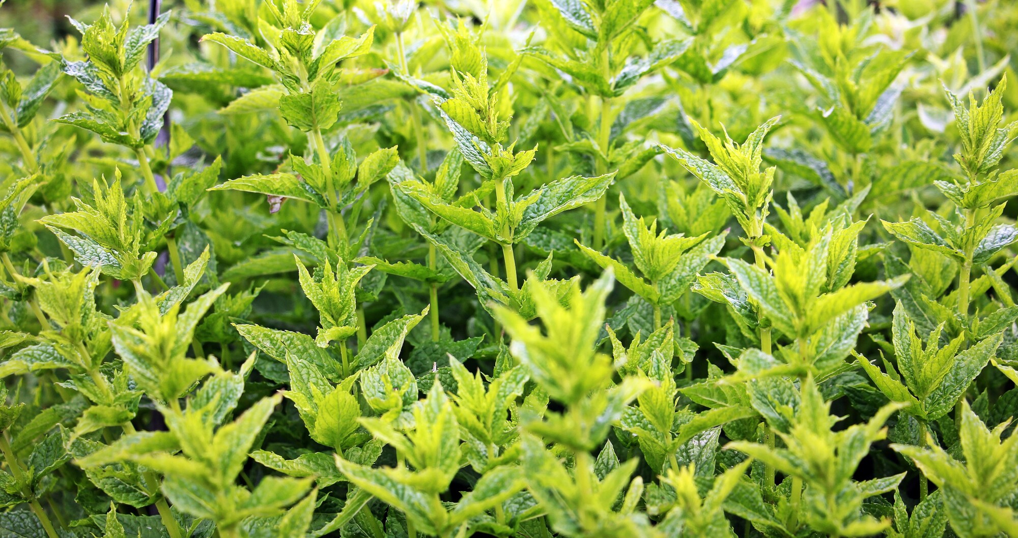 Artwork for All Things Gardening