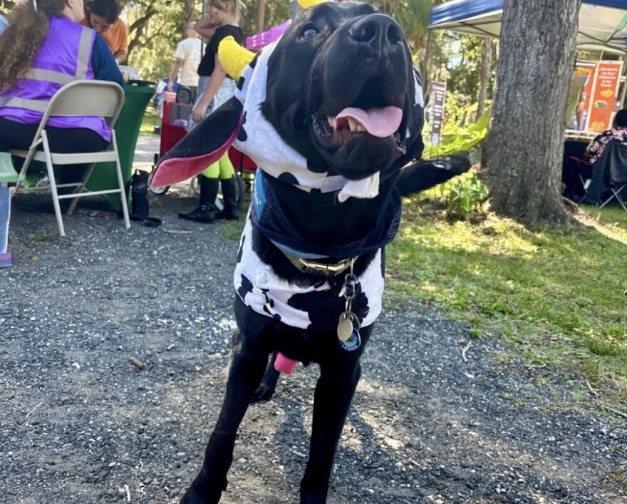 A furry friend dressed up in a cow costume getting into the Halloween spirit at the “Farmers Moo-ket.” Sept. 7, 2025.