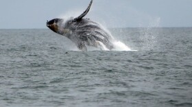 A humpback whale breaches west of the Golden Gate Bridge in San Francisco, Calif., on Saturday, Aug. 22, 2015. (Scott Strazzante/San Francisco Chronicle via Getty Images)