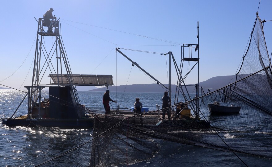 commercial fishing nets seattle 10 x 65ft Net Fishing Net Polyethylene Net Authentic Net for Nautical, Fishing : Sports & Outdoors Commercial fishing vessel net hi-res
