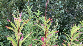 Dying Fireweed signals the end of summer in Interior Alaska.