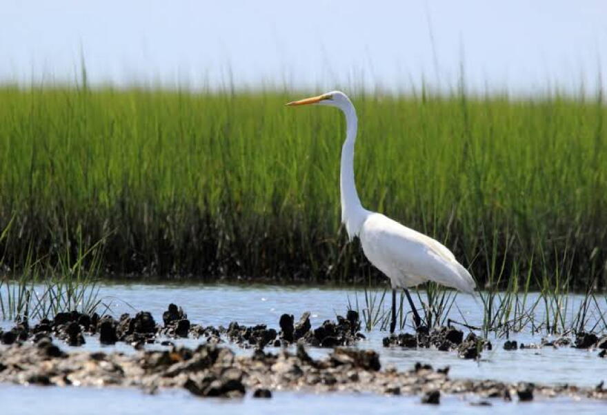 North Carolina features one of the largest estuarine systems in the country. These critical environments serve as nursery grounds for coastal wildlife and act as natural buffers against severe storms.