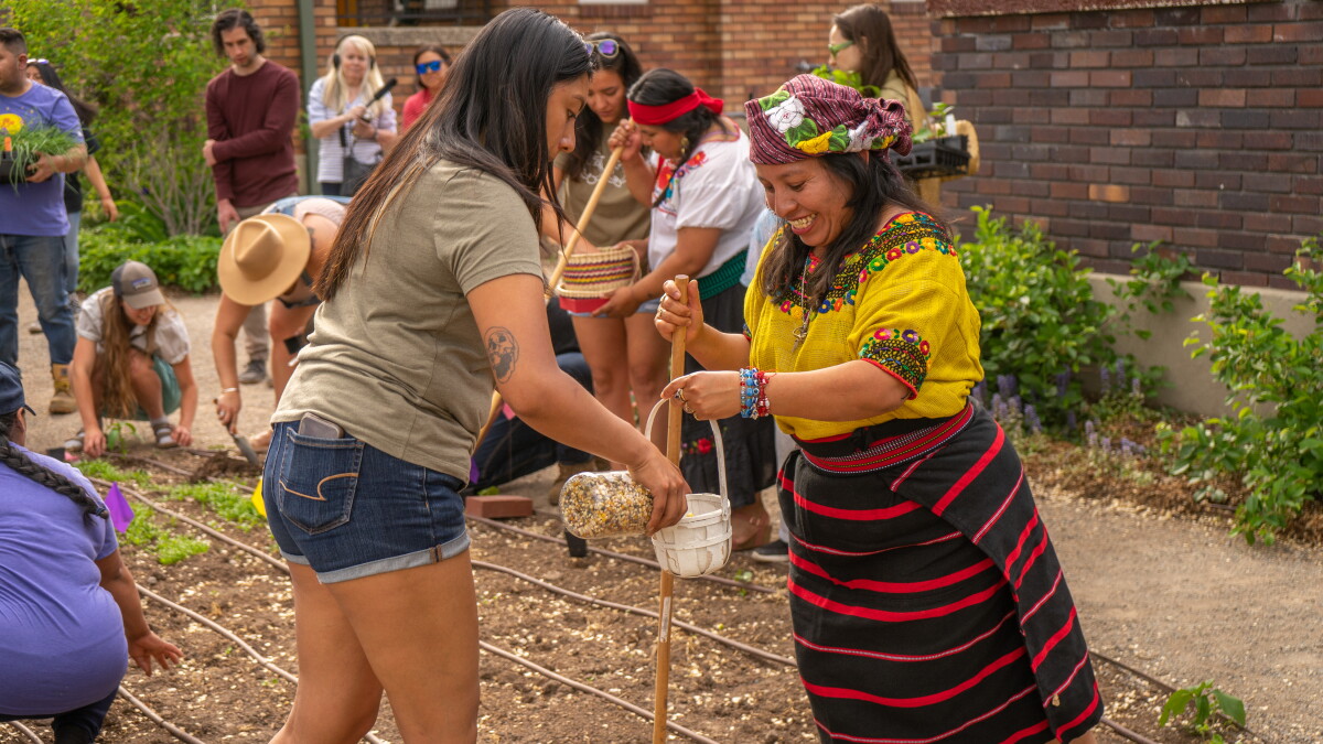 Planting with the 'Three Sisters' is how these Utahns keep their Indigenous roots alive - Vimarsana News