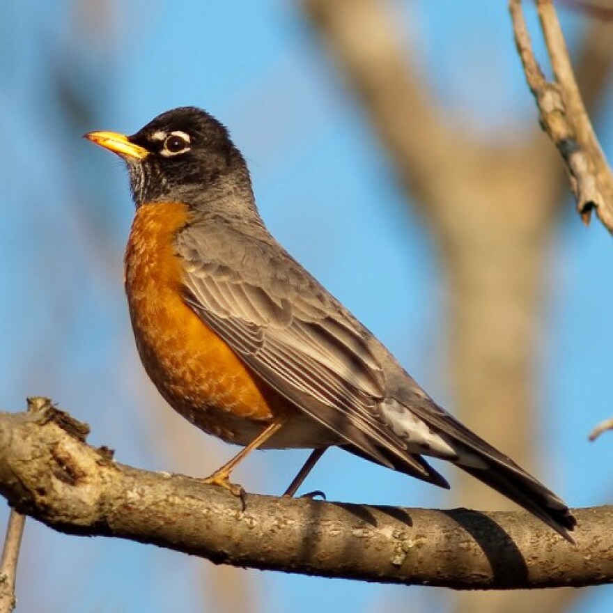 American Robin Oklahoma Department of Wildlife Conservation