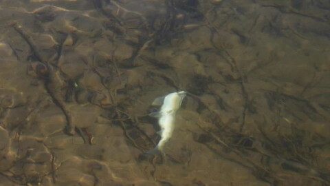 A white fish floats belly up in clear shallow water.