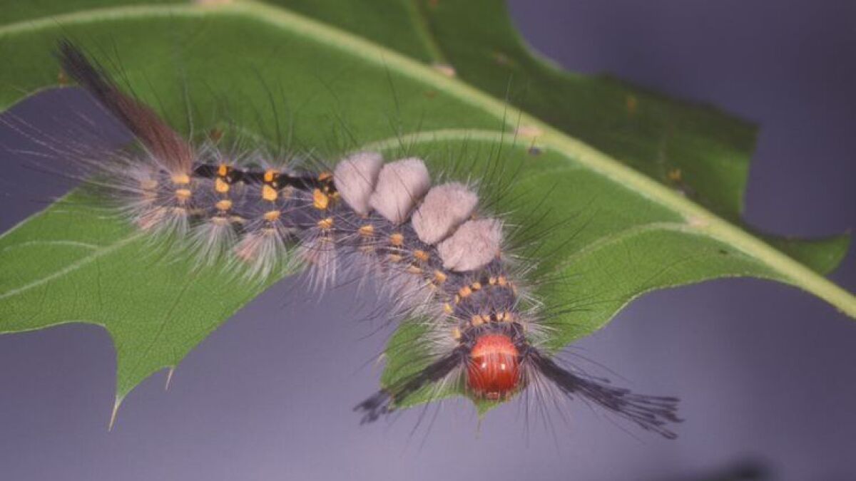 Fuzzy caterpillars that become Tussock moths are bugging residents | WUSF, image size:1200x675