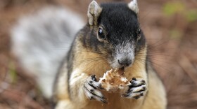 A fox squirrel eats a mushroom on the 17th hole during the second round of the Valspar Championship golf tournament Friday, March 22, 2024, at Innisbrook in Palm Harbor, Fla. (AP Photo/Chris O'Meara)