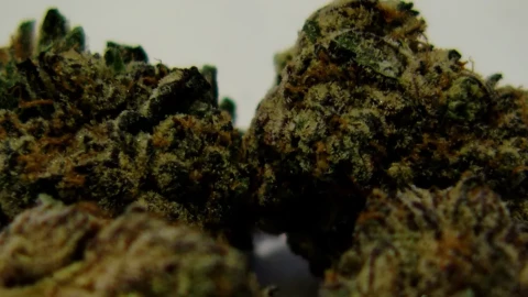 The photo shows a close-up of marijuana buds before they leaf out.