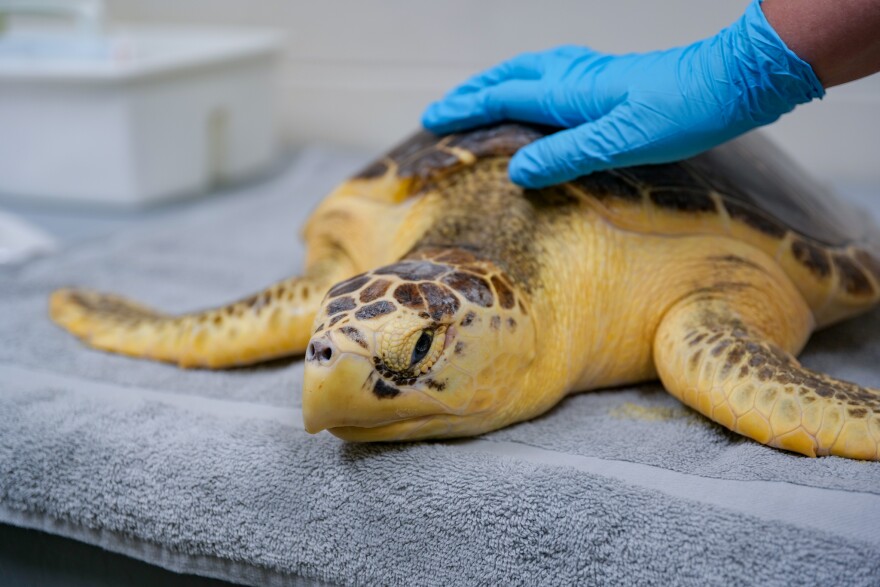  A loggerhead sea turtle in rehabilitative care at the Aquarium’s Sea Turtle Hospital.