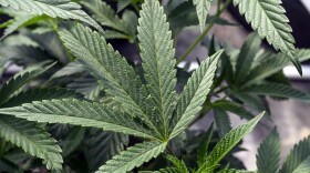 Marijuana plants are seen at a growing facility in Washington County, N.Y., May 12, 2023. The U.S. Department of Health and Human Services has delivered a recommendation to the Drug Enforcement Administration on marijuana policy, and Senate leaders hailed it Wednesday, Aug. 30, as a first step toward easing federal restrictions on the drug.