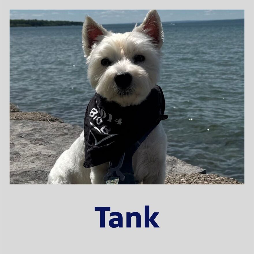 Photo of Tank the dog in a polaroid frame with his name in bold, blue text underneath.