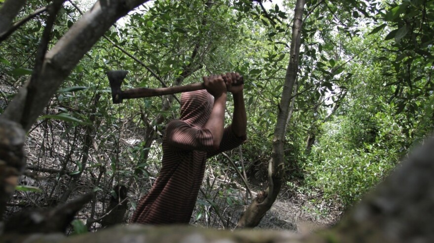 A man gathering firewood to sell cuts down mangrove trees in the coastal area of Medan city on Indonesia's Sumatra island on Jan. 31. The country, which has one-quarter of the world's mangroves, is losing them at a rate of 6 percent a year. The coastal forests play important ecological and environmental roles.