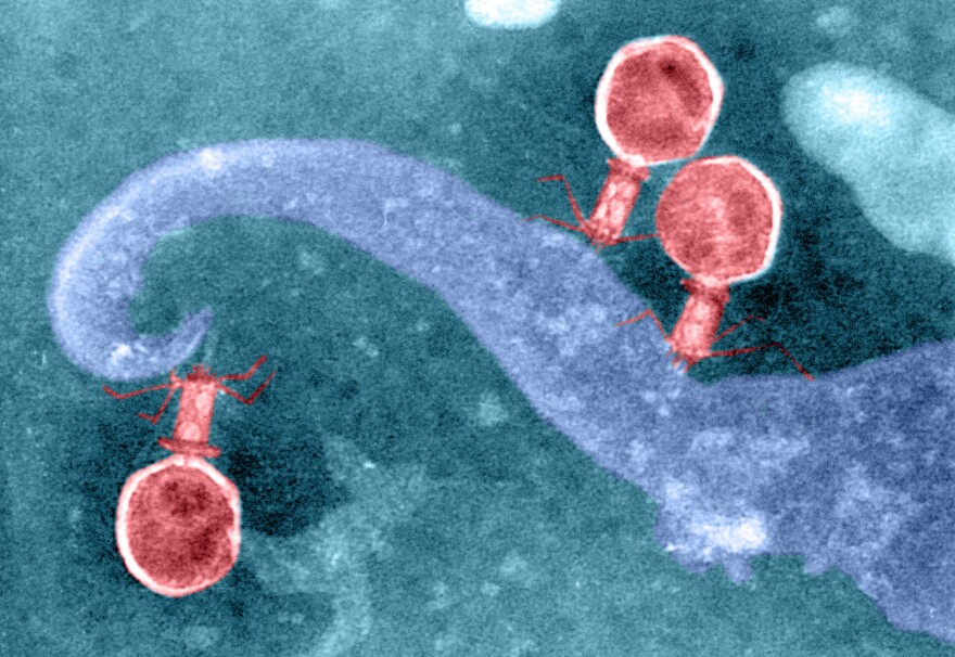 Bacteriophages, in red, look like tiny aliens, with big heads and skinny bodies. They use their "legs" to stick to and infect a bacterial cell, in blue.