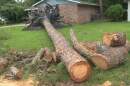 large tree trunk lying on the ground