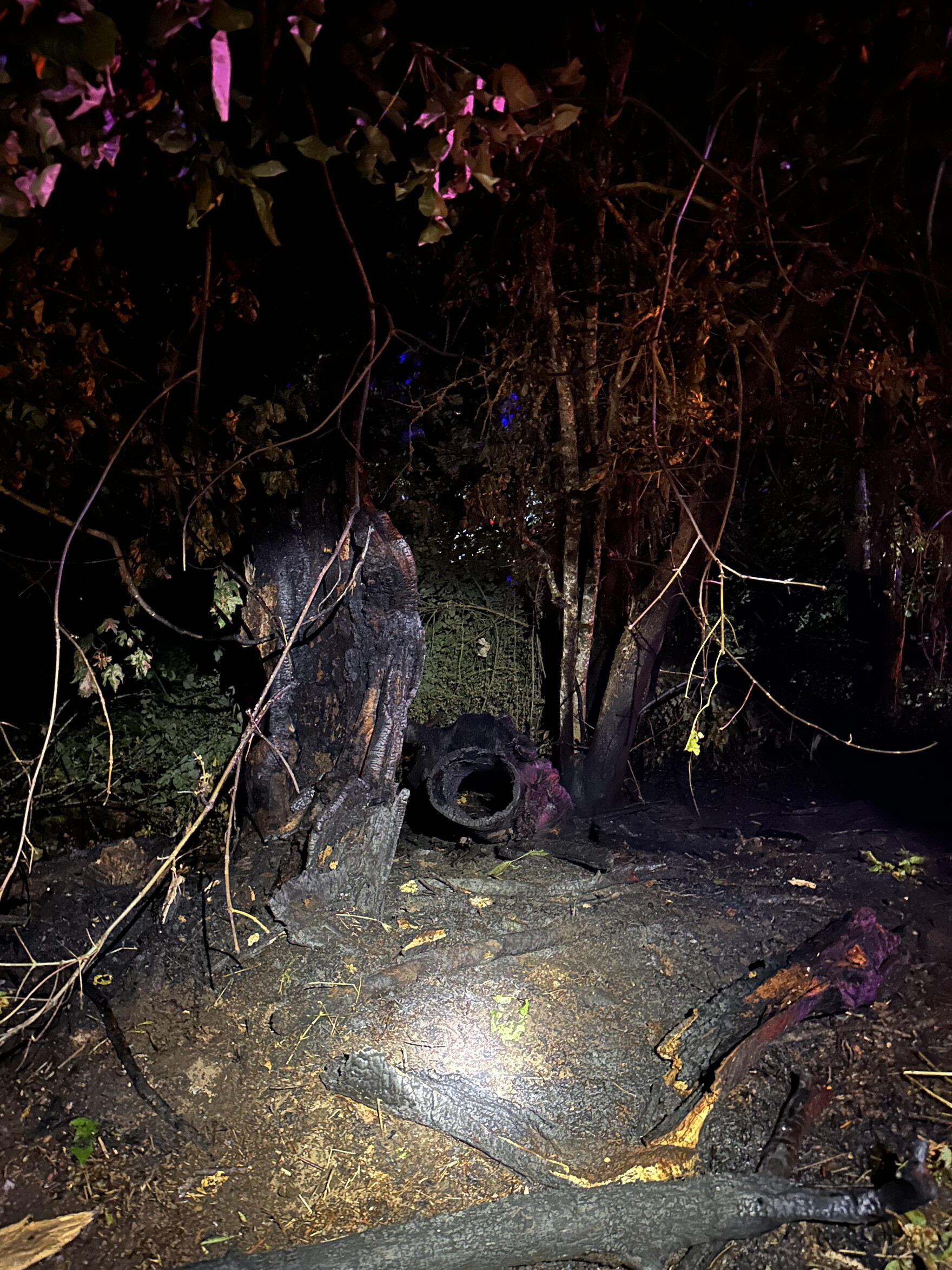 Fire crews respond to series of suspicious fires along Eugene bike path