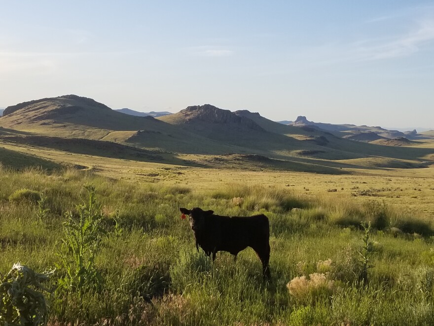 A black angus cow stands in a green and yellow field full of long grass and tall weeds. It's broadside but looking at the camera with a red tag on its ear. Behind the cow, rolling hills and buttes jut out of the landscape. 