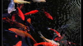 Koi are susceptible to koi herpesvirus, and so are carp and goldfish. Officials want to study whether native Michigan fish, such as minnows, are also at risk.