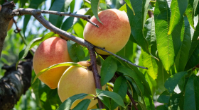 North Carolina peach orchards have survived both the dry June and wet July. In Richmond County, tree branches are heavy with fruit, and according to extension agent Anthony Growe, peach farmers have more yield than they can harvest.