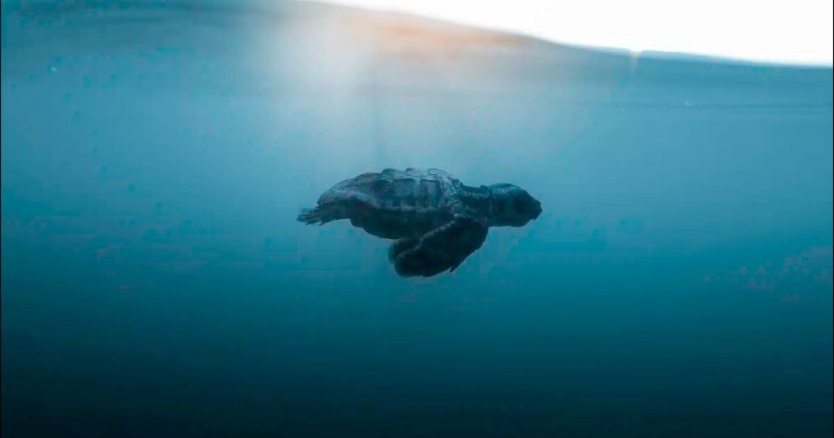 Promising start to sea turtle nesting season in ends in disappointment ...