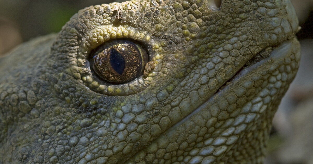 Tough Old Lizard To Face Grave Romantic Troubles, Say Scientists | WKAR ...