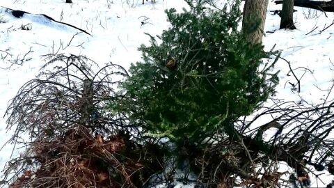 Christmas tree graveyard 