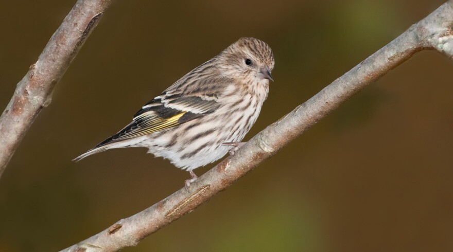 A pine siskin