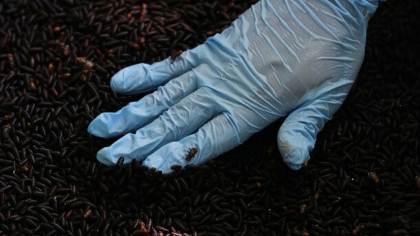 Hand covered in a blue plastic glove touches inside a container full of screwworm flies 