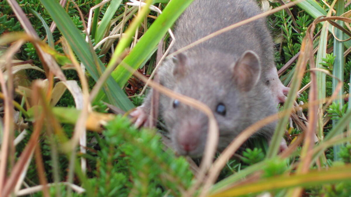 Fighting invasive rats in the Treasure Valley