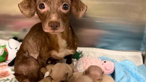 A nursing mother and her litter rest in a temporary kennel setup following an emergency surrender on Wednesday, Aug. 19.