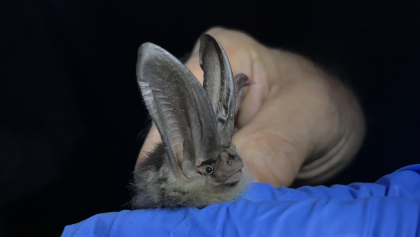 Virginia big-eared bats have been listed as endangered since 1979.
