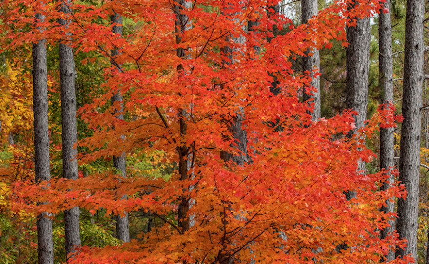 "Or that one fiery Maple across from the research station on Camp Bryn Aron Rd."