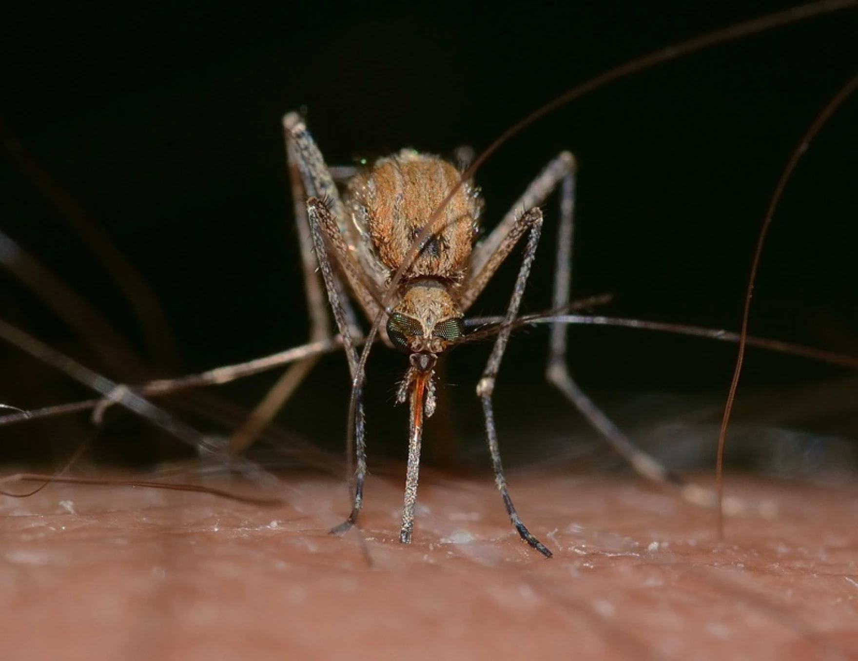 After West Nile Virus reported in Lexington, health department has advice on avoiding mosquitos