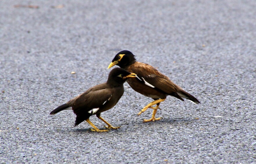 Common mynas are about nine inches long, chocolate brown with black heads yellow bills and legs, and bright yellow bare skin behind their eyes. They have little patches of white under their tails and on their wings.