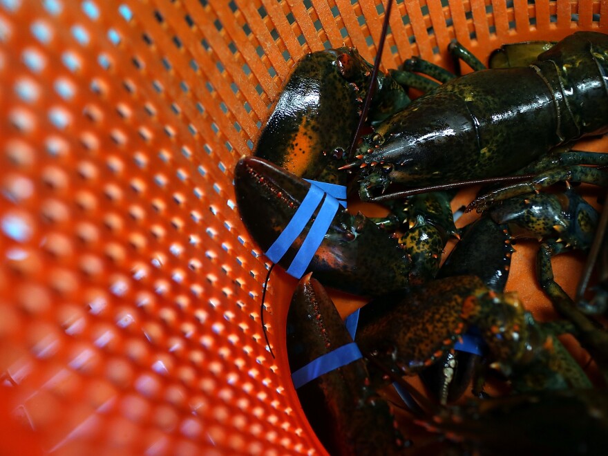 Charlotte Gill, owner of Charlotte's Legendary Lobster Pound in Maine, says she believes that cannabis can calm crustaceans before they are tossed into boiling water.