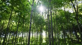 Swiss researchers are studying the effects of planting trees to capture carbon dioxide in the atmosphere. (Fred Tanneau /AFP/Getty Images)