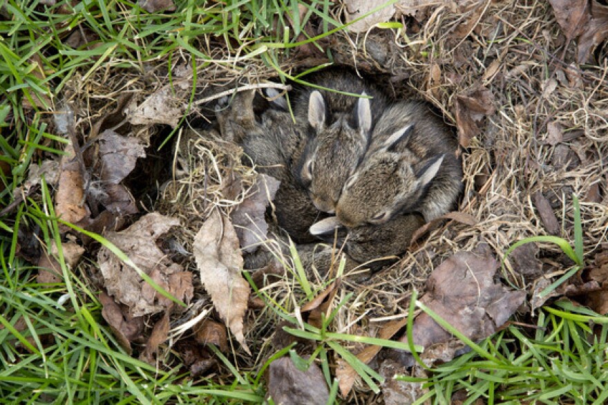 Young rabbits in the wild